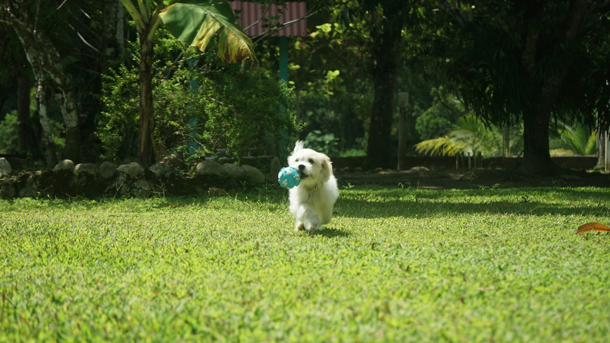 Juegos de cheap rastreo para perros