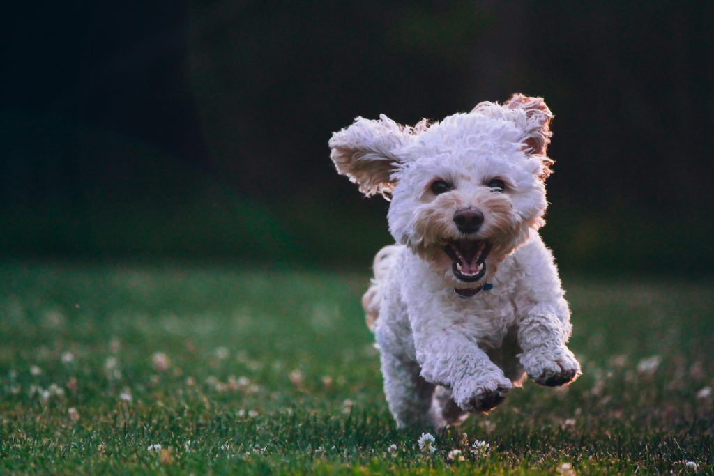 Productos imprescindibles para perros