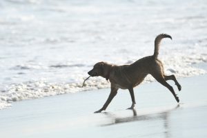 Regalos para perro