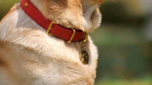 correa y collar artesanal para perros